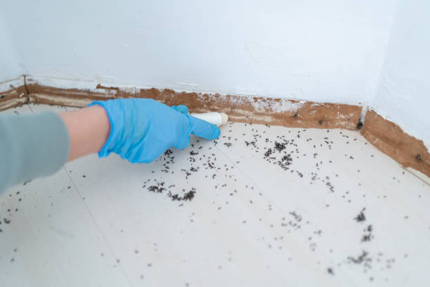 Best Residential Pest Control  in Dixon Lane Meadow Creek, CA